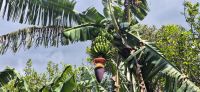 88 Bananenstaude &ndash; &copy; Susanne Schirmann (Eberhardt TRAVEL)