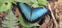 101 Morphofalter &ndash; &copy; Susanne Schirmann (Eberhardt TRAVEL)
