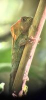 167 Helmleguan &ndash; &copy; Susanne Schirmann (Eberhardt TRAVEL)