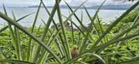 170 Ananas &ndash; &copy; Susanne Schirmann (Eberhardt TRAVEL)