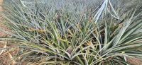 184 Ananasplantage &ndash; &copy; Susanne Schirmann (Eberhardt TRAVEL)