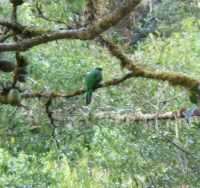 185 Quetzal Henne &ndash; &copy; Susanne Schirmann (Eberhardt TRAVEL)