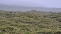 Regenbrachvogelküken &ndash; &copy; Sinah Witzig (Eberhardt TRAVEL)