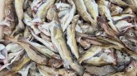 Frischer Fisch am Hafen von Leirvik &ndash; &copy; Sinah Witzig (Eberhardt TRAVEL)
