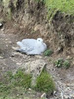 Eisstockvogel &ndash; &copy; Andy Nguyen (Eberhardt TRAVEL)