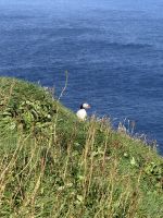 Entdeckungen auf Mykines - Papageientaucher &ndash; &copy; Andy Nguyen (Eberhardt TRAVEL)