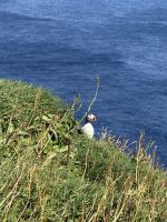Entdeckungen auf Mykines - Papageientaucher &ndash; &copy; Andy Nguyen (Eberhardt TRAVEL)