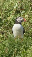 Entdeckungen auf Mykines - Papageientaucher &ndash; &copy; Andy Nguyen (Eberhardt TRAVEL)