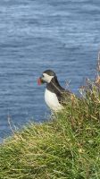Entdeckungen auf Mykines - Papageientaucher &ndash; &copy; Andy Nguyen (Eberhardt TRAVEL)