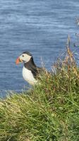 Entdeckungen auf Mykines - Papageientaucher &ndash; &copy; Andy Nguyen (Eberhardt TRAVEL)