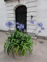 Schmucklilien &ndash; &copy; Nico Stolba (Eberhardt TRAVEL)