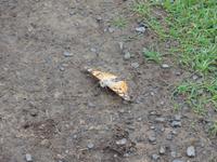 Schmetterling &ndash; &copy; Nico Stolba (Eberhardt TRAVEL)