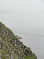 Schaf &ndash; &copy; Nico Stolba (Eberhardt TRAVEL)