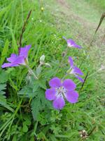 Blumen &ndash; &copy; Nico Stolba (Eberhardt TRAVEL)