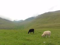Schafe &ndash; &copy; Nico Stolba (Eberhardt TRAVEL)