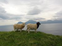 Schafe &ndash; &copy; Nico Stolba (Eberhardt TRAVEL)