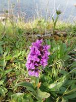 Orchideen &ndash; &copy; Nico Stolba (Eberhardt TRAVEL)