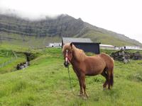 Pferd &ndash; &copy; Nico Stolba (Eberhardt TRAVEL)