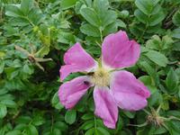 Hibiskus &ndash; &copy; Nico Stolba (Eberhardt TRAVEL)