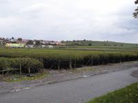 Baumschule in Lauffen &ndash; &copy; Eva-Maria Strauß-Eberhardt (Eberhardt TRAVEL)
