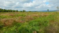 Hohes Venn &ndash; &copy; Petra Sauer (Eberhardt TRAVEL)