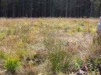 Im Naturpark Hohes Venn. &ndash; &copy; Birgit Hornung (Eberhardt TRAVEL)