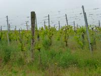 Weingut Ruhlmann &ndash; &copy; Kerstin Hugel (Eberhardt TRAVEL)