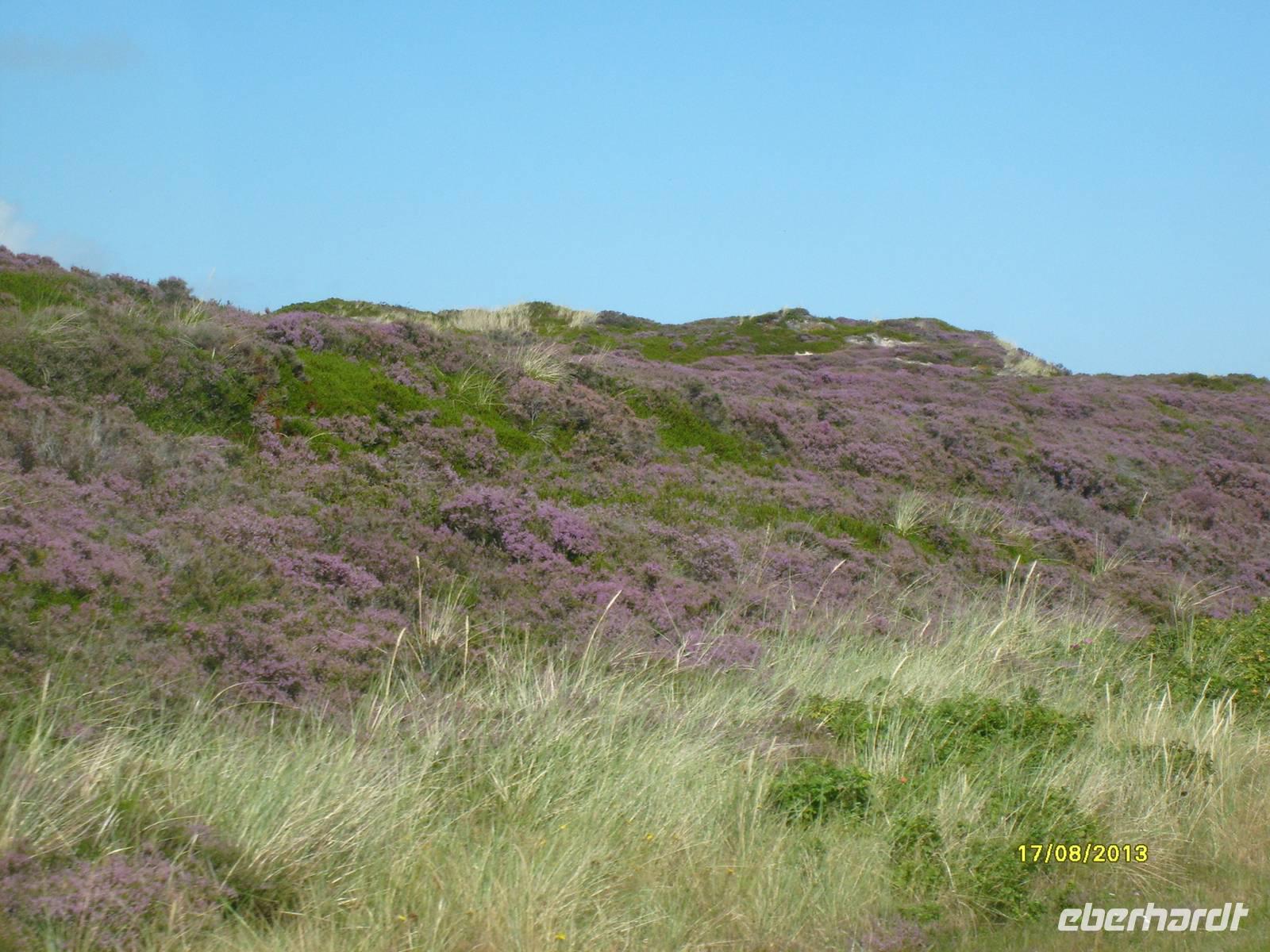 Heideflächen auf Sylt &ndash; &copy; Elke Reuter (Eberhardt TRAVEL)