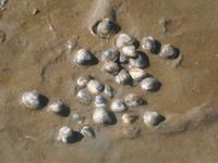 Herzmuscheln