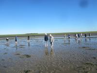 Nordstrand-Wattwanderung &ndash; &copy; Gisela Gerlach (Eberhardt TRAVEL)