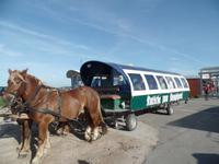 unsere Kutsche zur Hanswarft &ndash; &copy; Elke Reuter (Eberhardt TRAVEL)