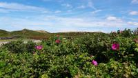 Heckenrosen   &ndash; &copy; Uta Hertel (Eberhardt TRAVEL)