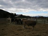 Rindviecher &ndash; &copy; Bernhard Rink (Eberhardt TRAVEL)