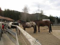 Pferde auch... &ndash; &copy; Bernhard Rink (Eberhardt TRAVEL)