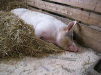 Schweinerei &ndash; &copy; Bernhard Rink (Eberhardt TRAVEL)
