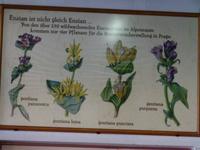 511_Enziansorten &ndash; &copy; Birgit Janosch (Eberhardt TRAVEL)