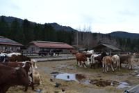 Weihnachtsbesuch auf Gut Aiderbichl &ndash; &copy; Andreas Wolfsteller (Eberhardt TRAVEL)