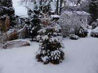 Karsteiner Stuben - Weihnachtsbaum im Garten &ndash; &copy; Claudia Bernhardt (Eberhardt TRAVEL)