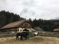 Weihnachten auf Gut Aiderbichl &ndash; &copy; Andreas Wolfsteller (Eberhardt TRAVEL)
