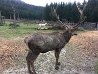 Weihnachten auf Gut Aiderbichl &ndash; &copy; Andreas Wolfsteller (Eberhardt TRAVEL)
