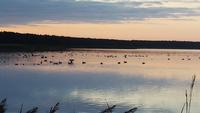Graugänse auf dem Breeger Bodden &ndash; &copy; Uta Hertel (Eberhardt TRAVEL)