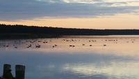 Graugänse auf dem Breeger Bodden - 1 &ndash; &copy; Uta Hertel (Eberhardt TRAVEL)
