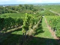 Badischer Wein &ndash; &copy; Steffi Zimmermann (Eberhardt TRAVEL)