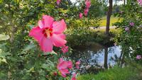 Hibiskus-Blüten im Spreewald &ndash; &copy; Kristin Weigel (Eberhardt TRAVEL)