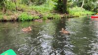 Paddeltour rund um Lübbenau im Spreewald &ndash; &copy; Kristin Weigel (Eberhardt TRAVEL)