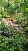 Flamingos in Freizeitpark Tropical Islands &ndash; &copy; Kristin Weigel (Eberhardt TRAVEL)