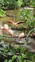 Flamingos in Freizeitpark Tropical Islands &ndash; &copy; Kristin Weigel (Eberhardt TRAVEL)