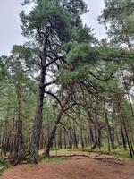 Rundwanderung Darss &ndash; &copy; Detlef May (Eberhardt TRAVEL)