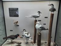 Darßer Ort - NATUREUM &ndash; &copy; Katrin Deutschbein (Eberhardt TRAVEL)