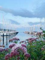 Stadthafen Lauterbach - Rügen  &ndash; &copy; Lea Weigmann (Eberhardt TRAVEL)